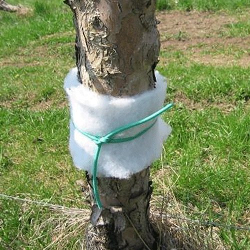 Lana Vetro Tessuto Per Alberi Difesa Contro Oziorrinco Dell'Olivo