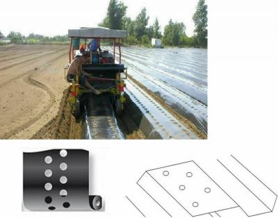 Telo Pacciamatura Forato 90cm X 100m - Polietilene Nero, Fori Ogni 40cm Per Orto E Giardino